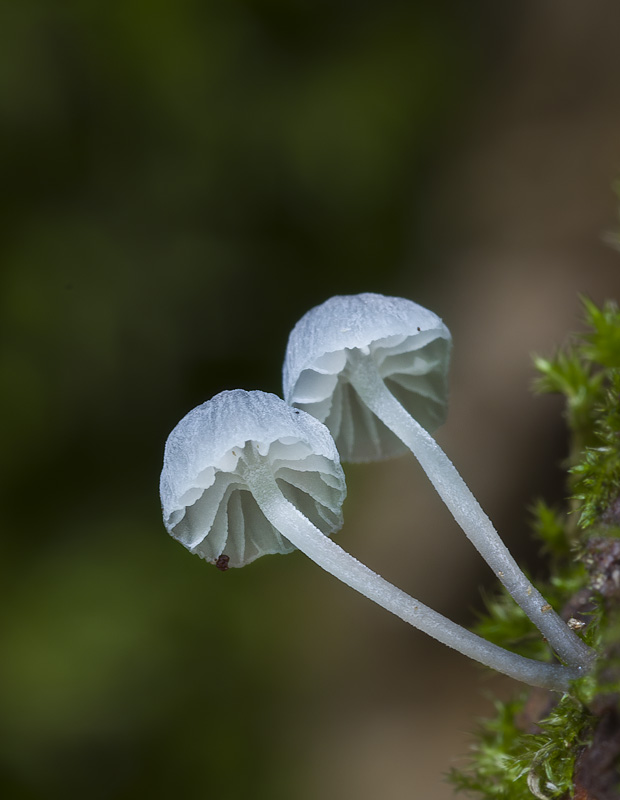 Mycena pseudocorticola